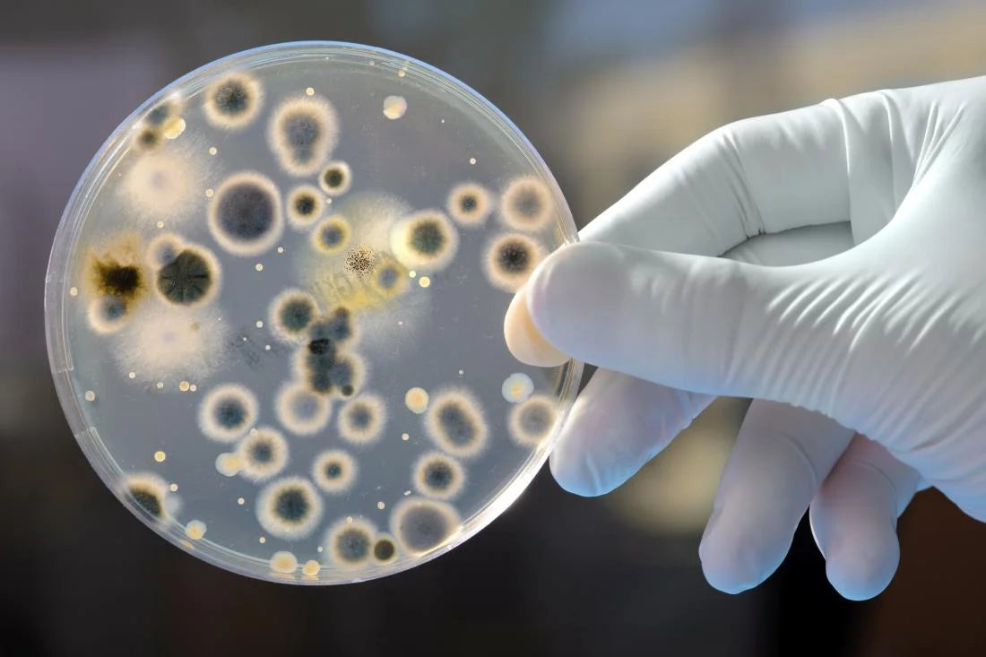 The Importance Of Preservatives In Cosmetic Products